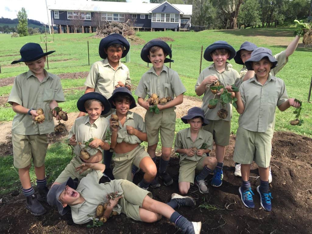 Back to the basics at Tudor House - students harvesting potatoes